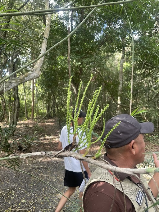 Imagem de Palmeira-ráfis