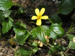 Viola purpurea quercetorum