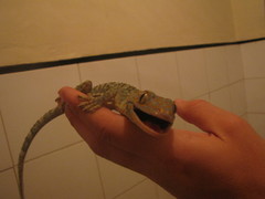 Gekko gecko