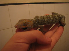 Gekko gecko