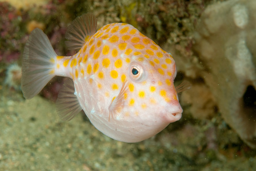 Smooth boxfish (Anoplocapros inermis) — Aracanidae — 4