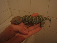 Gekko gecko