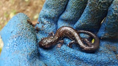 Plethodon ouachitae