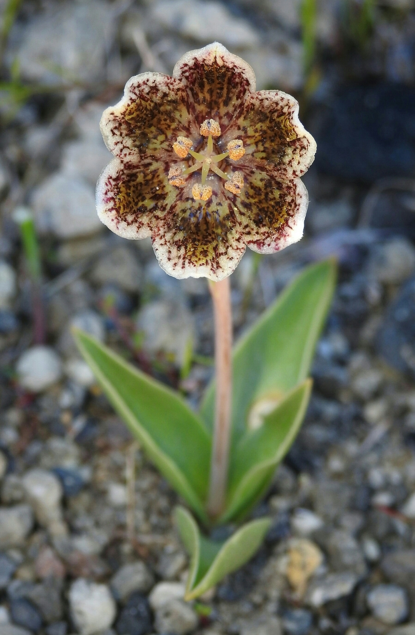Fritillaria purdyi