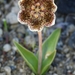 Fritillaria purdyi - Photo (c) David Greenberger, osa oikeuksista pidätetään (CC BY-NC-ND), lähettänyt David Greenberger