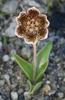 Purdy's Fritillary - Photo (c) David Greenberger, some rights reserved (CC BY-NC-ND), uploaded by David Greenberger