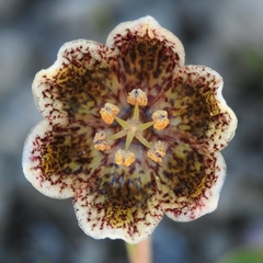 Fritillaria purdyi