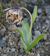 Fritillaria purdyi