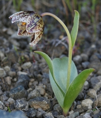 Fritillaria purdyi