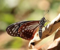 Papilio agestor