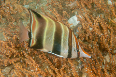 Chelmonops truncatus