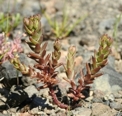 Sedum radiatum