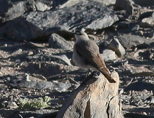 Black-fronted Ground-tyrant