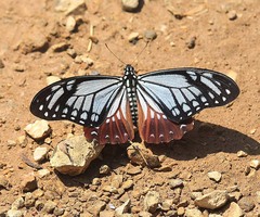 Papilio agestor