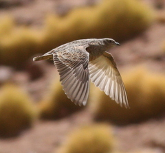 Rufous-Bellied Seedsnipe photo 4