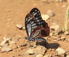 Papilio agestor