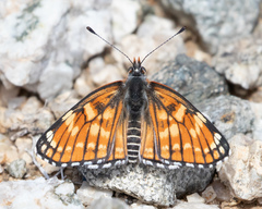 Chlosyne leanira alma