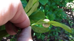 Dryocosmus quercuspalustris