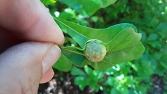 Dryocosmus quercuspalustris