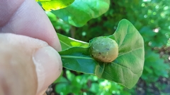 Dryocosmus quercuspalustris