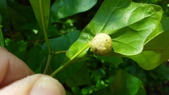 Dryocosmus quercuspalustris
