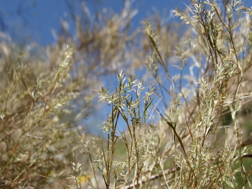 Image of Muhlenbergia dumosa by (c) Sue Carnahan, some rights reserved (CC BY)