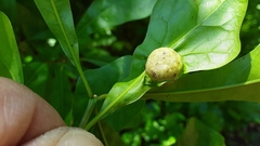 Dryocosmus quercuspalustris