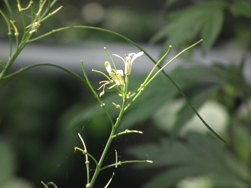 Sisymbrium luteum iNat (3)