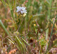 Gilia capitata