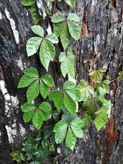 Tetrastigma obtectum glabrum