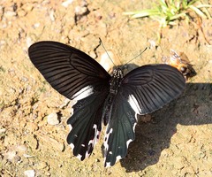 Papilio alcmenor