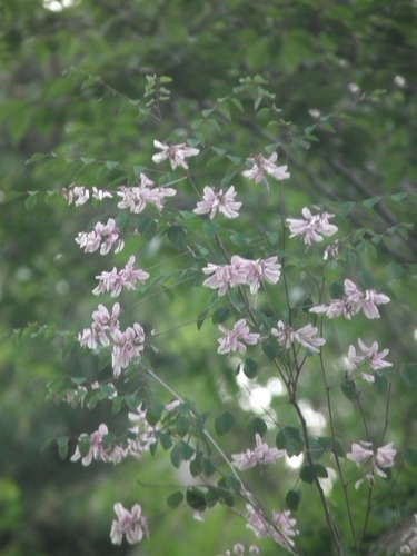 Indigofera kirilowii iNat (3)