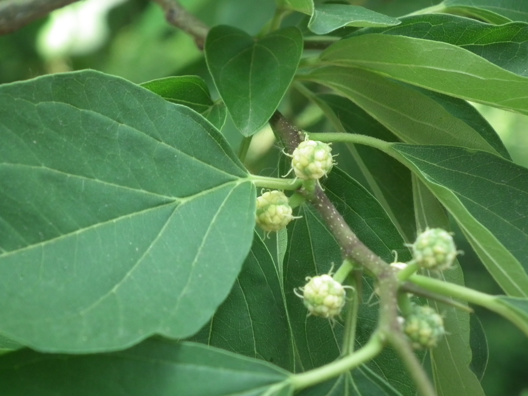 silkworm thorn (Maclura tricuspidata) · iNaturalist