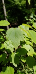 Acer rubrum drummondii