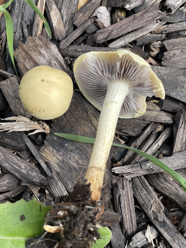 Mulch Maids from W MacArthur Blvd, Oakland, CA, US on March 4, 2024 at