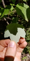 Acer rubrum drummondii