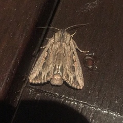 Noctuinae