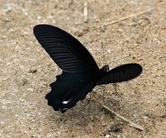 Papilio alcmenor