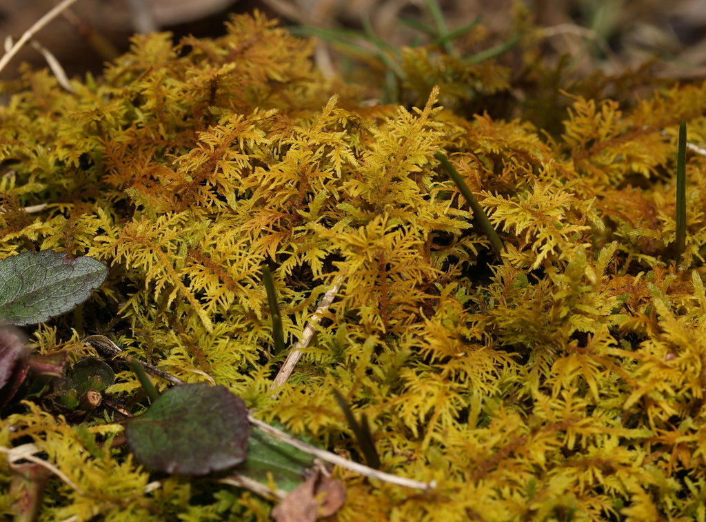 fern mosses from Montgomery County, OH, USA on March 4, 2024 at 12:58 ...