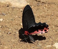Papilio alcmenor