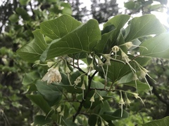 Styrax platanifolius