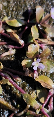 Image of Bacopa egensis by no rights reserved