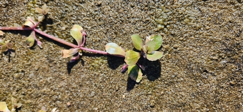 Image of Bacopa egensis by no rights reserved