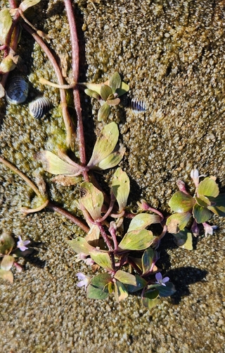 Image of Bacopa egensis by no rights reserved