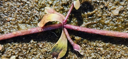 Image of Bacopa egensis by no rights reserved
