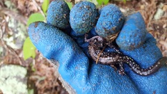 Plethodon fourchensis