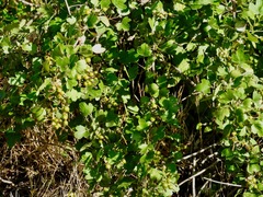 Ribes aureum