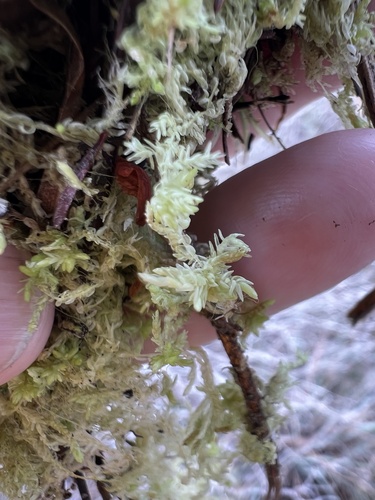 Sphagnum fitzgeraldii observed 2024-03-04