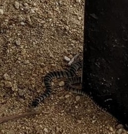 Eastern Brown Snake sighting