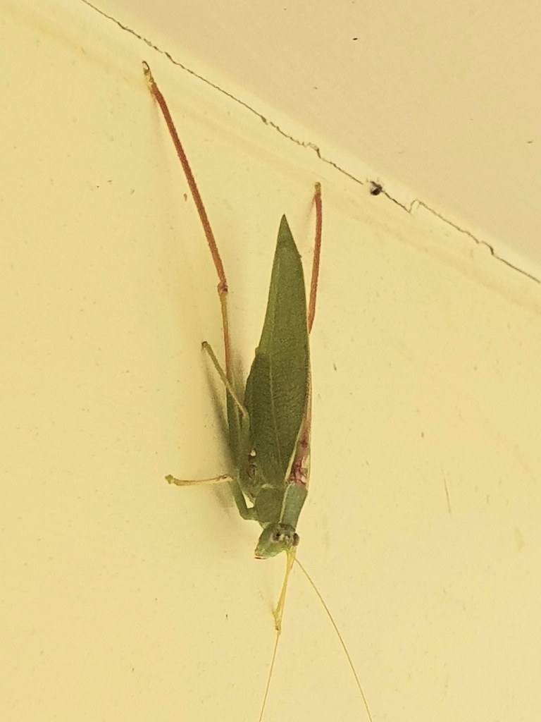 Gumleaf Katydid from Surat QLD 4417, Australia on March 5, 2024 at 06: ...